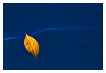  10122 - Solitary yellow - - 