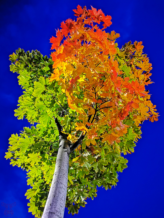 10291 - Autumn Color Explosion - -