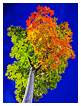  10291 - Autumn Color Explosion - - 