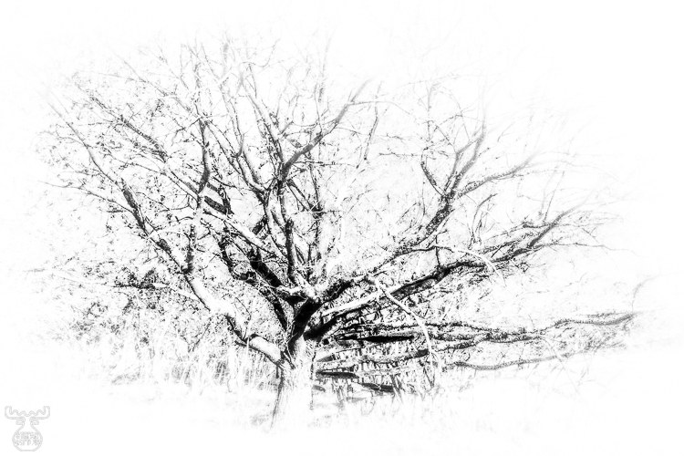 10298 - Tree Tentacles - -