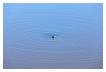  11173 - Nosy seal - - 