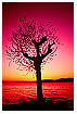  117 - Tree skeleton - Baumskelett 
