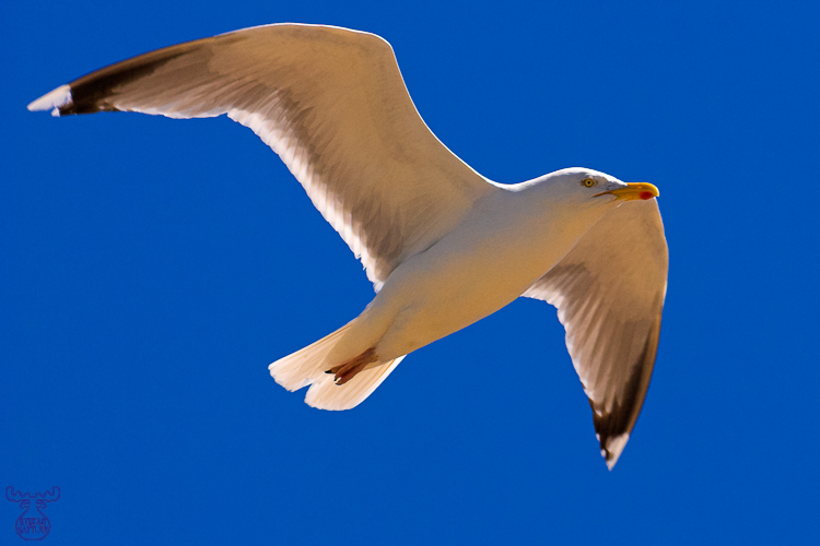1248 - Freedom - Freiraum