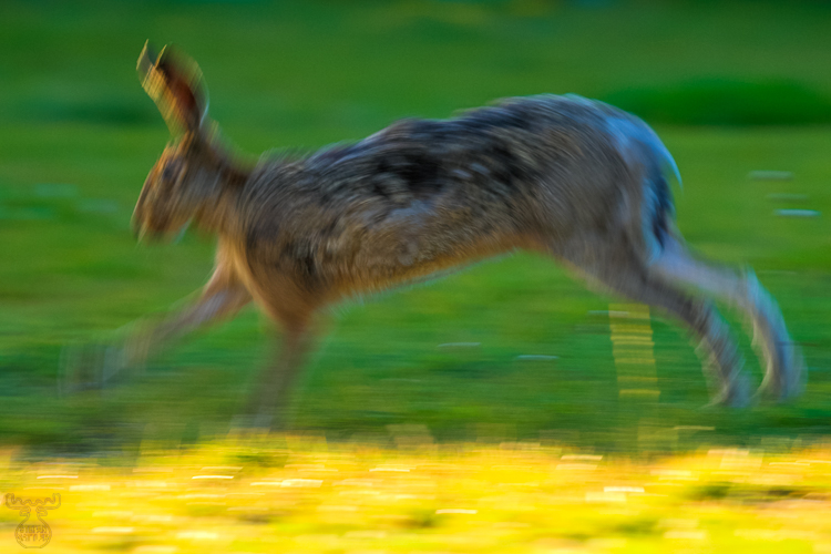 1527 - In Motion - Bewegt