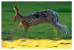  1527 - In Motion - Bewegt 