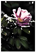  1569 - Rugosa bloom - Rugose Blüte 