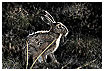  1579 - Hare - Hase 