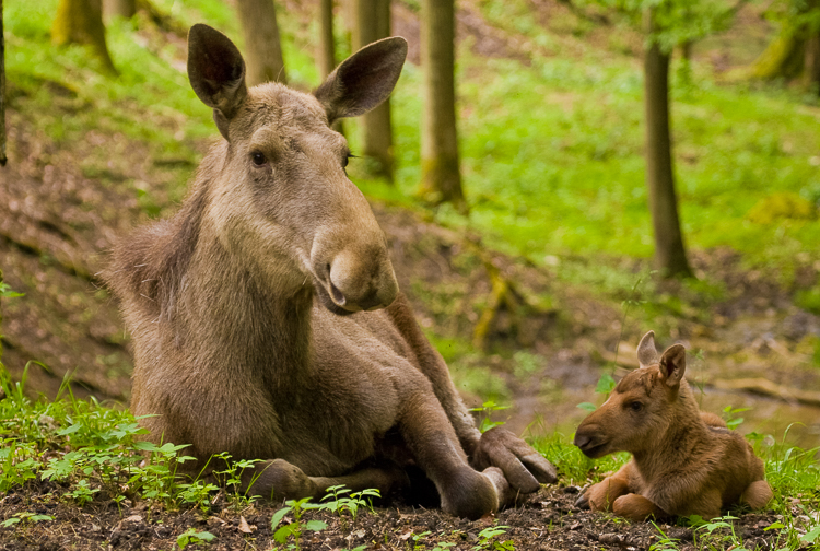 1611 - A moose circle of life - -