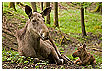  1611 - A moose circle of life - - 