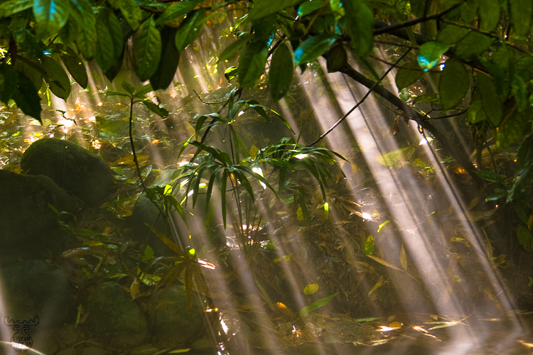 1794 - Array of Light - Lichtvorhang