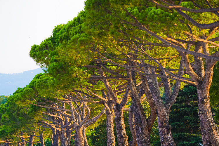 1873 - Cedar promenade - -