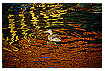  189 - Sea of colours - - 