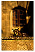  193 - Cat's Life - Ein Katzenleben 
