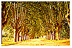  198 - French Avenue - Französische Allee 