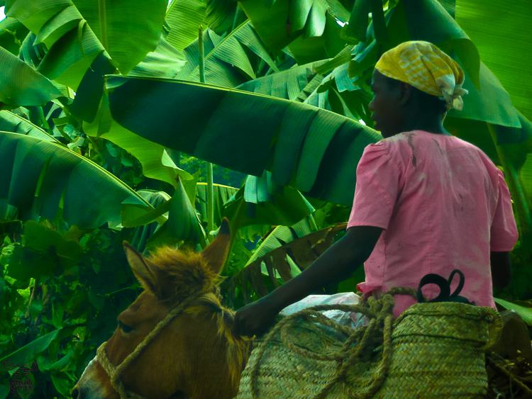 2071 - Banana donkey - -