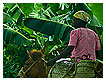  2071 - Banana donkey - - 