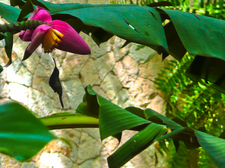 2098 - Hummingbird - Kolibri