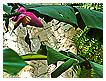  2098 - Hummingbird - Kolibri 