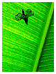  2104 - Shadow - Schatten 