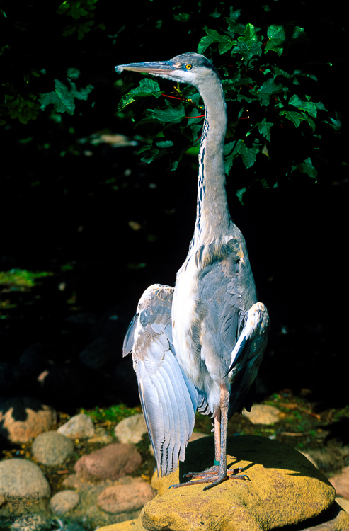 216 - Grey Heron - Fischreiher