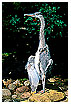  216 - Grey Heron - Fischreiher 