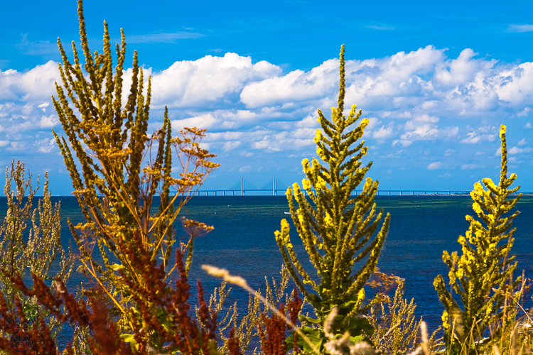 2197 - Oeresund bridge - Öresundbrücke