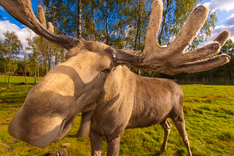 2230 - Nosy Moose - -