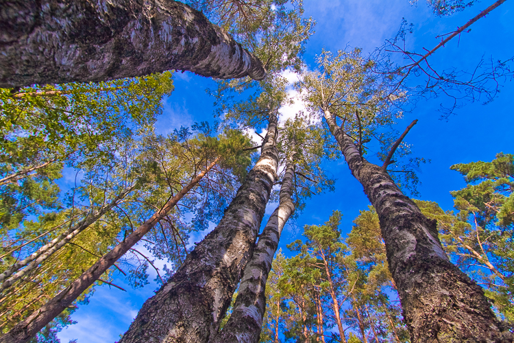 2256 - Upwards perspective - -