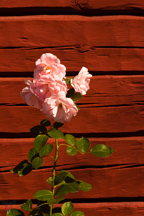 2262 - Roses - -