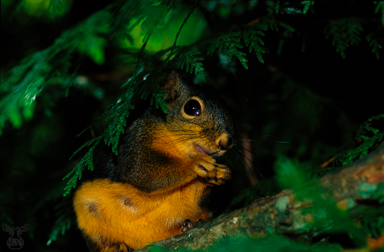 226 - Squirrel under cover - -