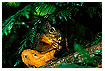  226 - Squirrel under cover - - 