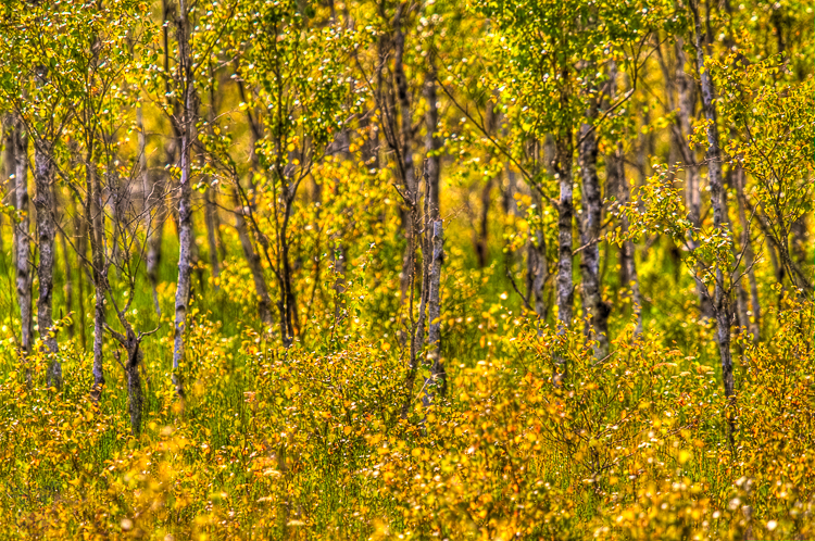 2274 - Moss birch forest - Moor-Birkenwald