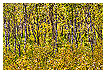  2274 - Moss birch forest - Moor-Birkenwald 