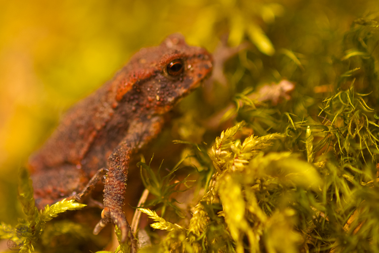 2288 - Gorge toad - Schluchtkröte
