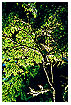  228 - Shining Tree - Leuchtender Baum 