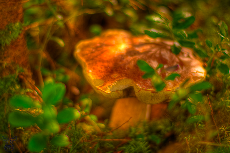 2313 - Bay Bolete - Maronenröhrling