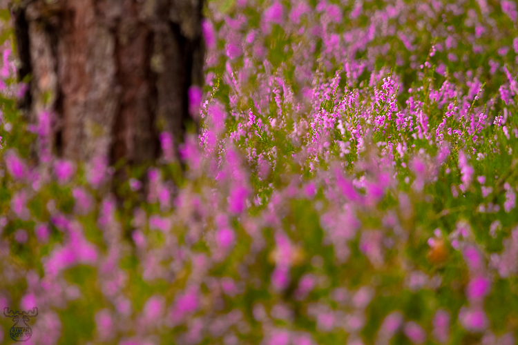 2324 - Heather - Heidekraut