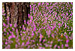  2324 - Heather - Heidekraut 