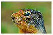  237 - Columbian Ground Squirrel - - 