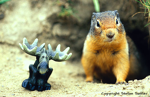 238 - >Moose< and Squirrel - >Elch< und Hörnchen