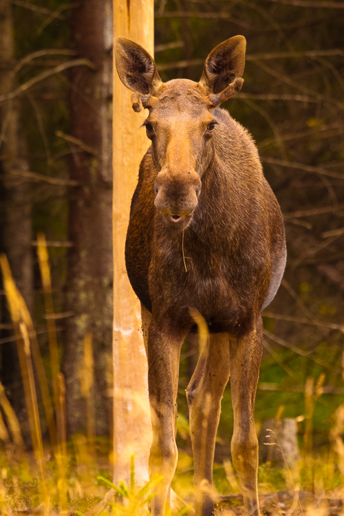 2394 - Whistler - -