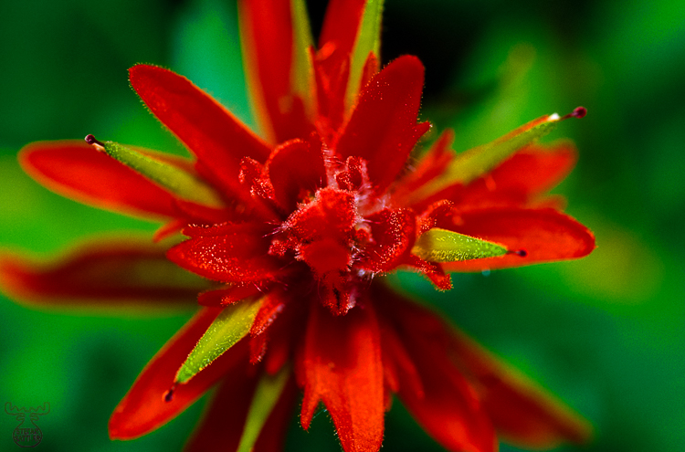 246 - Indian Paintbrush - -
