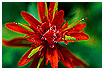 246 - Indian Paintbrush - - 