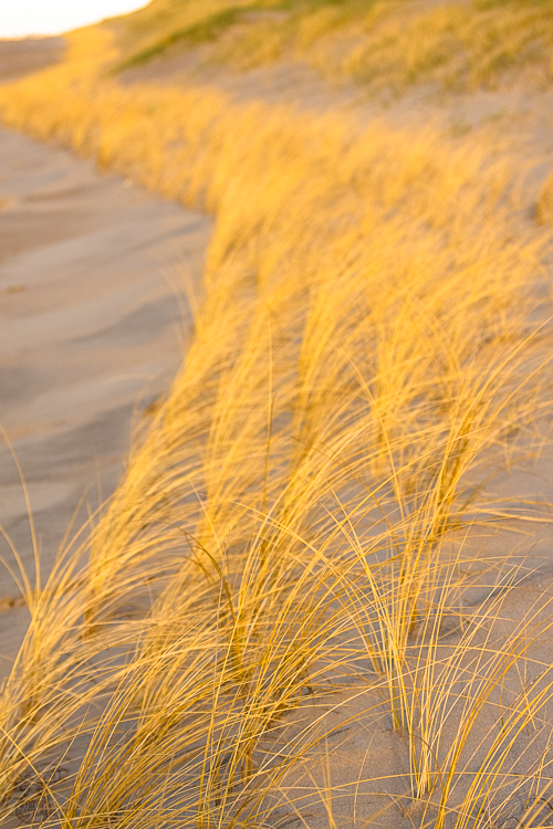 2480 - Grassline - -