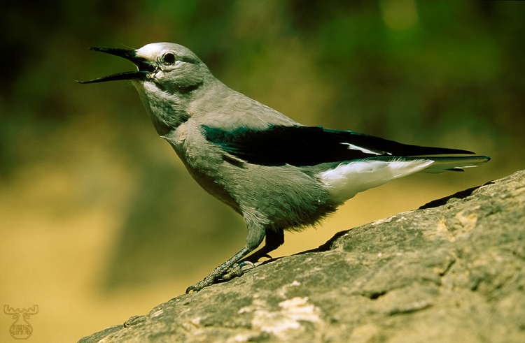 250 - Clark's Nutcracker - Kiefernhäher