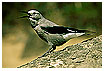  250 - Clark's Nutcracker - Kiefernhäher 