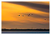  2511 - Silhouette - - 