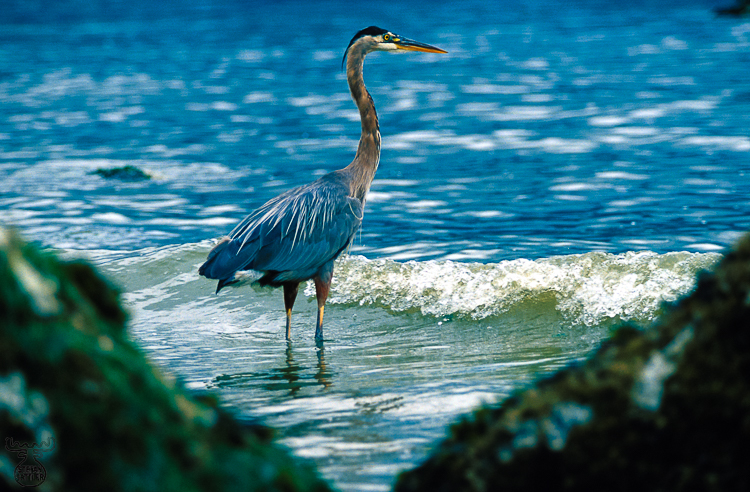 251 - Great Blue Heron - Aschreiher