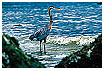  251 - Great Blue Heron - Aschreiher 