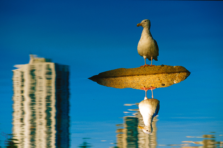 257 - A Gull in Vancouver - Eine Möwe in Vancouver 